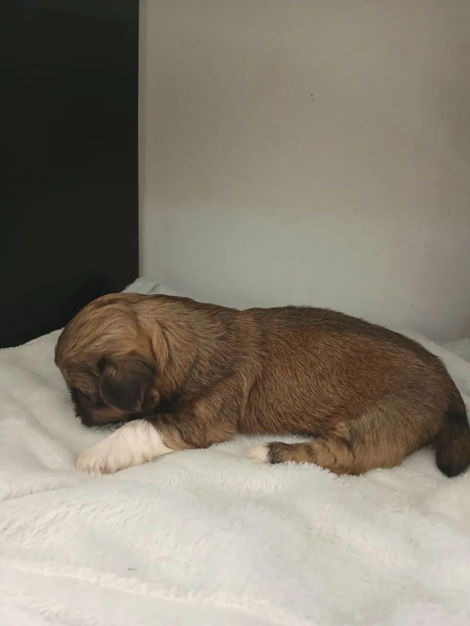 Filhote de shihtzu fêmea disponível para reserva  - Foto 4