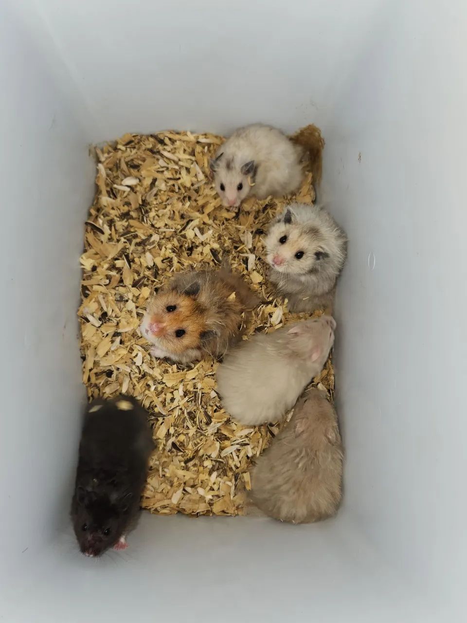 Hamsters 