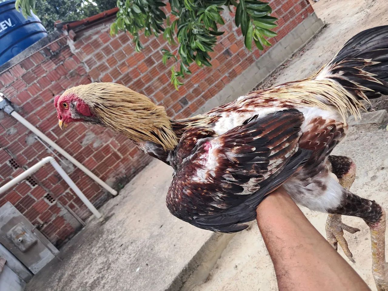 Frango Indio