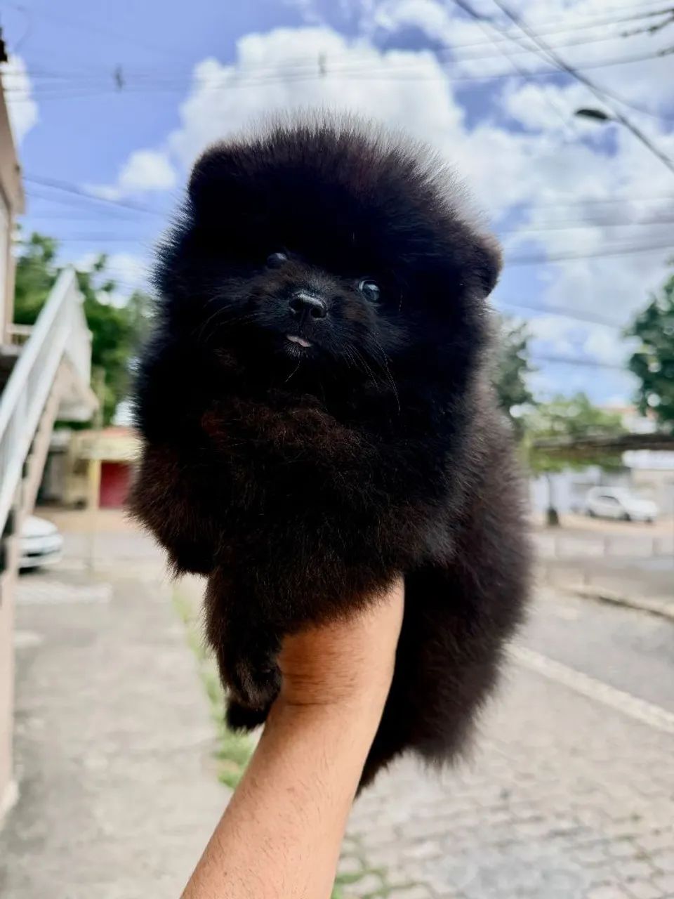 Spitz.macho preto