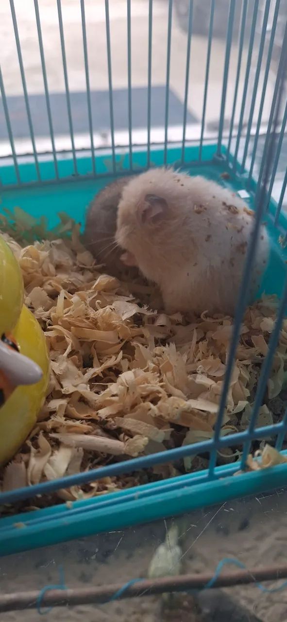 Hamster Sirio - Foto 2