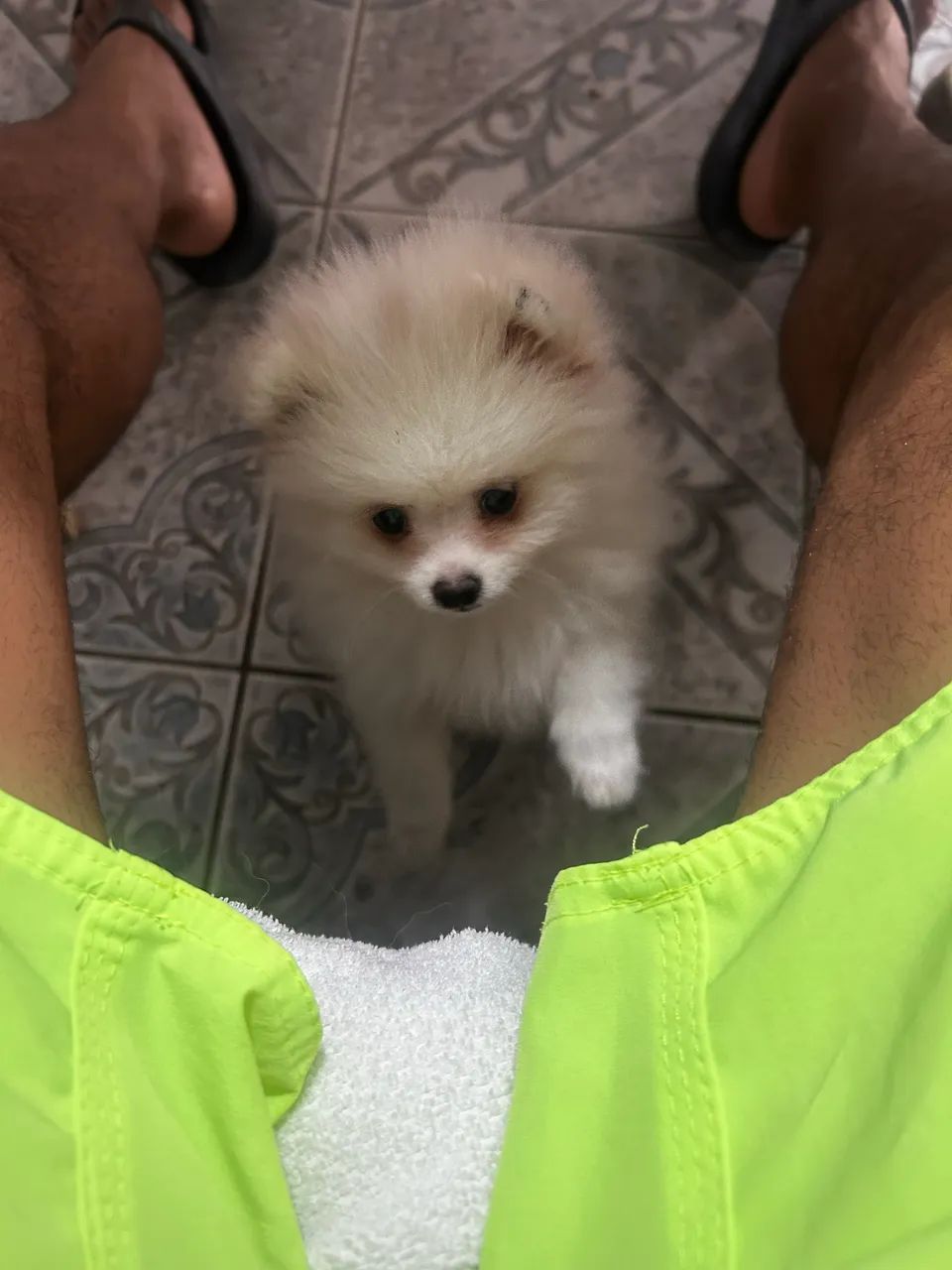 Spitz Alemão  - Foto 2