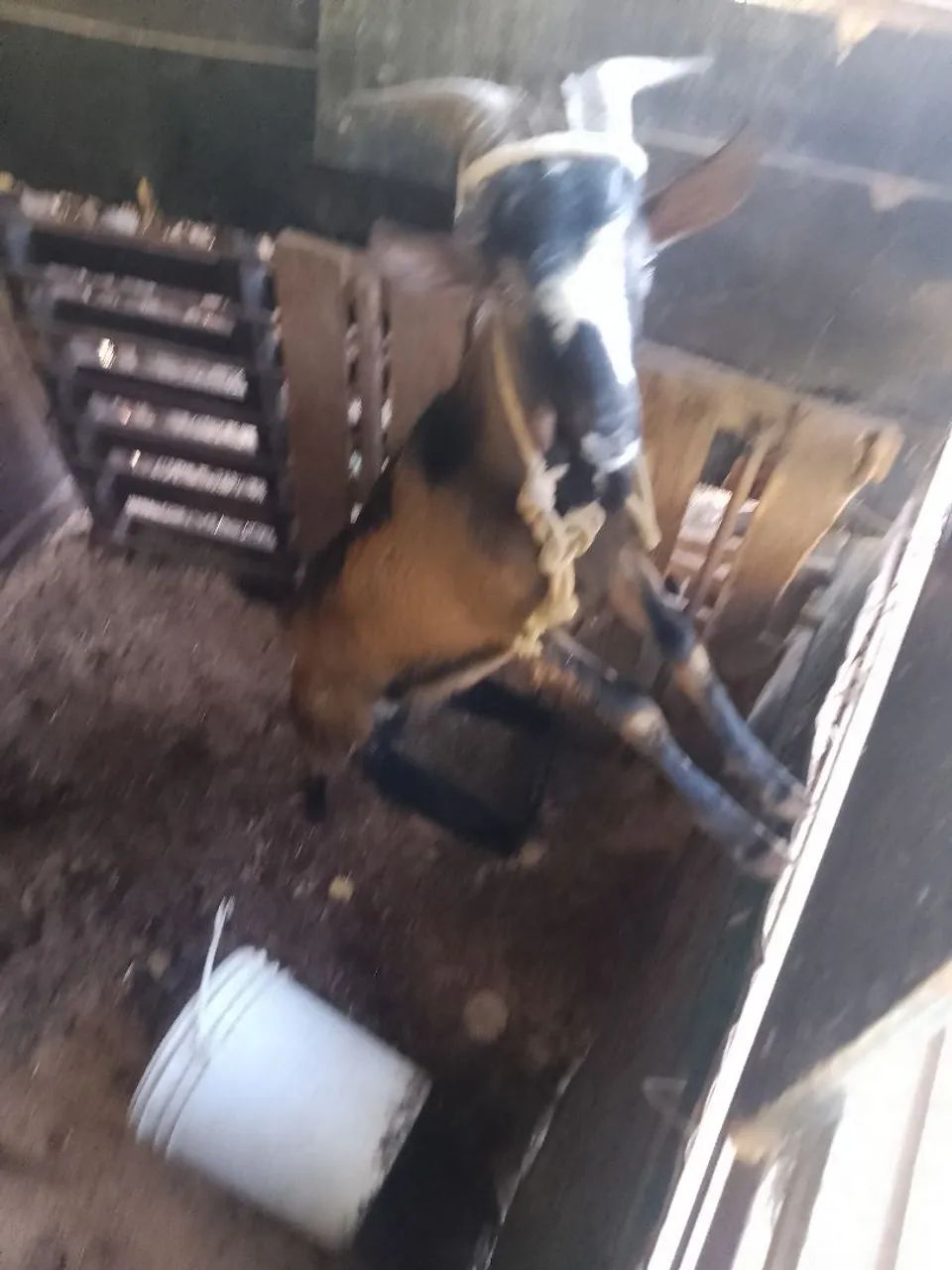 Chama - Foto 5