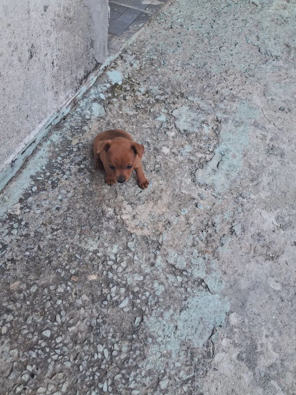 Venda de pinscher  - Foto 5