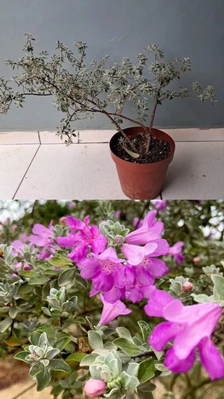 Planta 