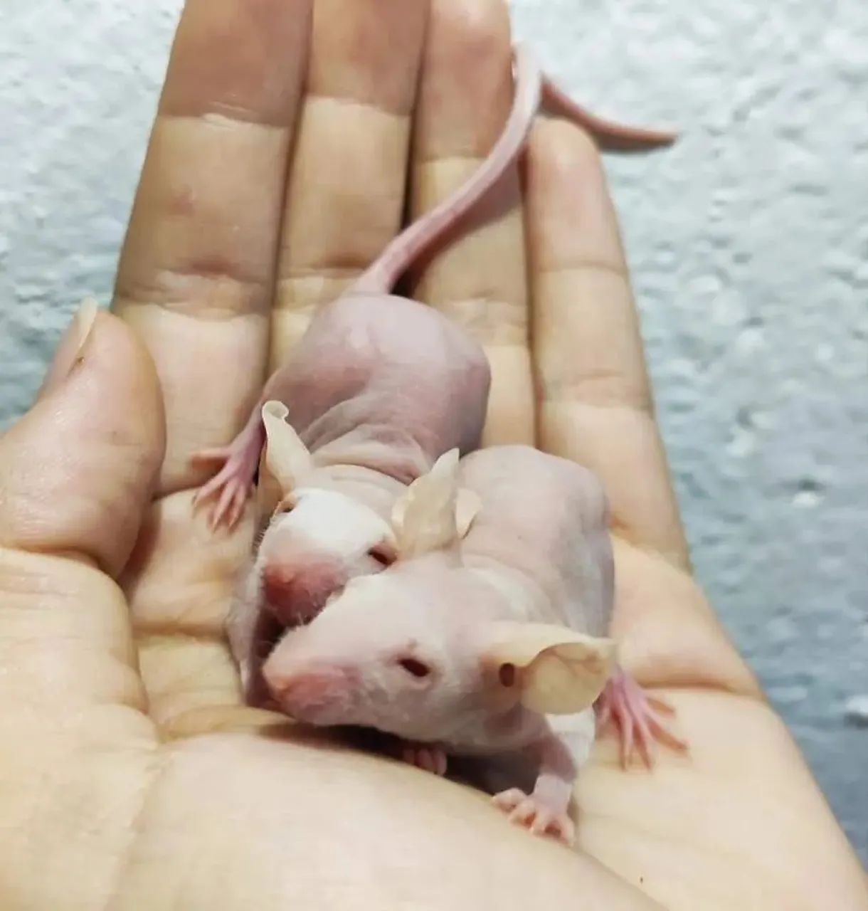 Doação camundongo hairless MACHO