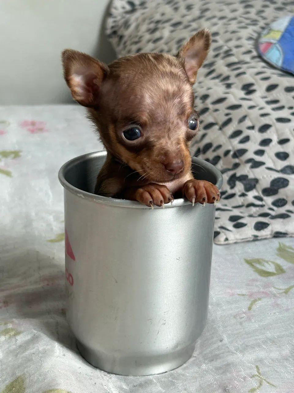 Pinscher zero  - Foto 3