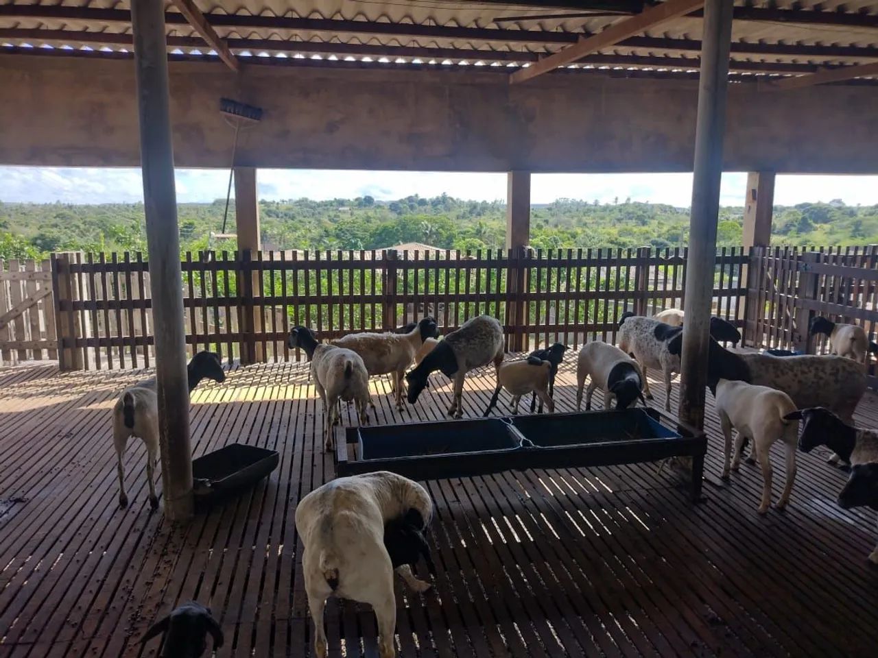 Vendo chácara  com produção  - Foto 5