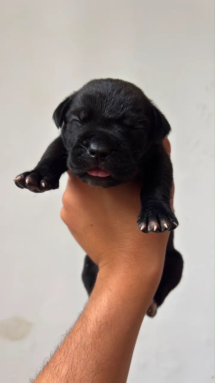Cane Corso Italiano  - Foto 2