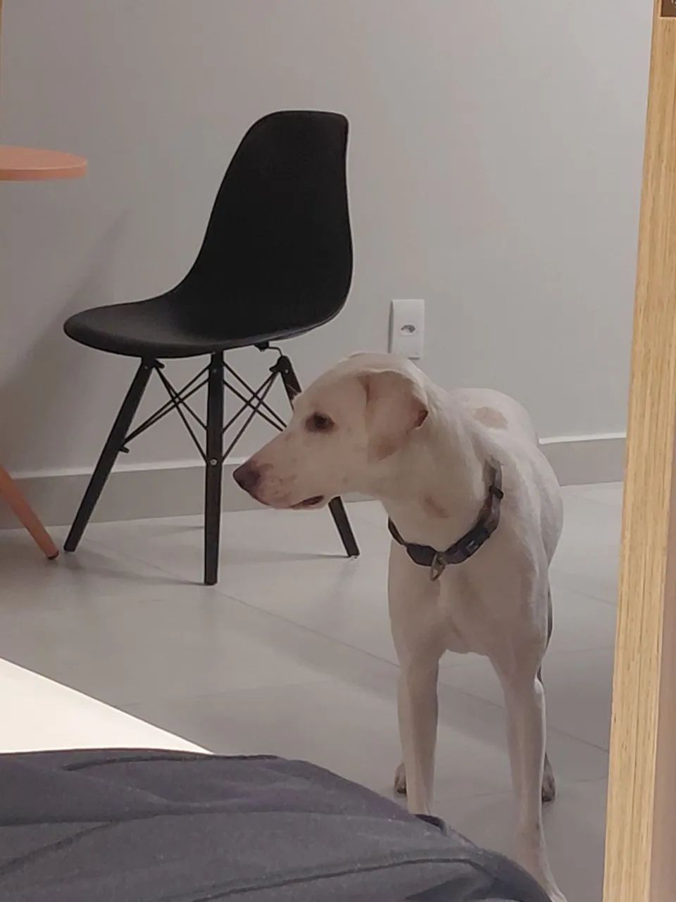 Adoção responsável cachorrinha - Foto 3