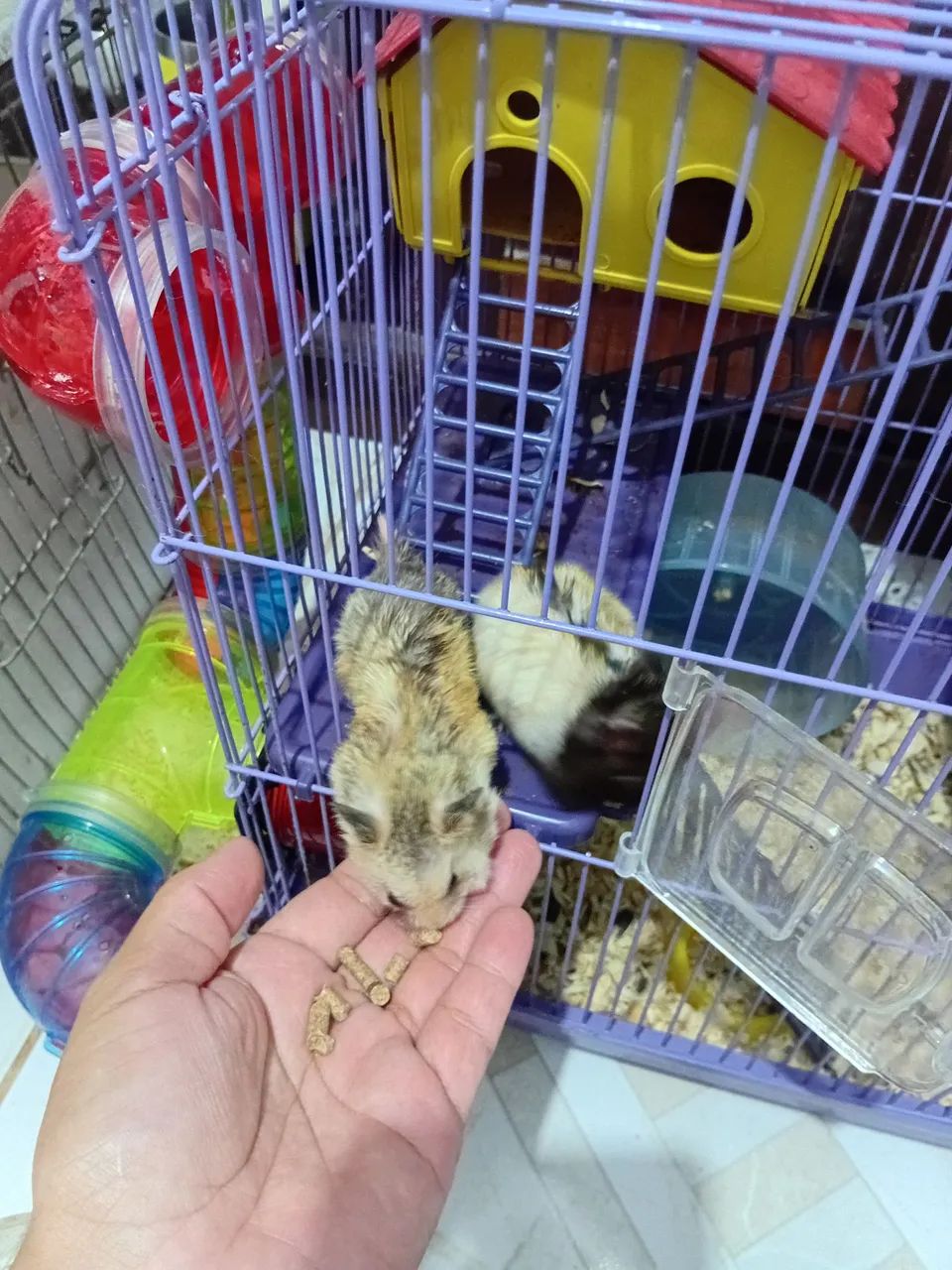 Hamster ?  - Foto 4