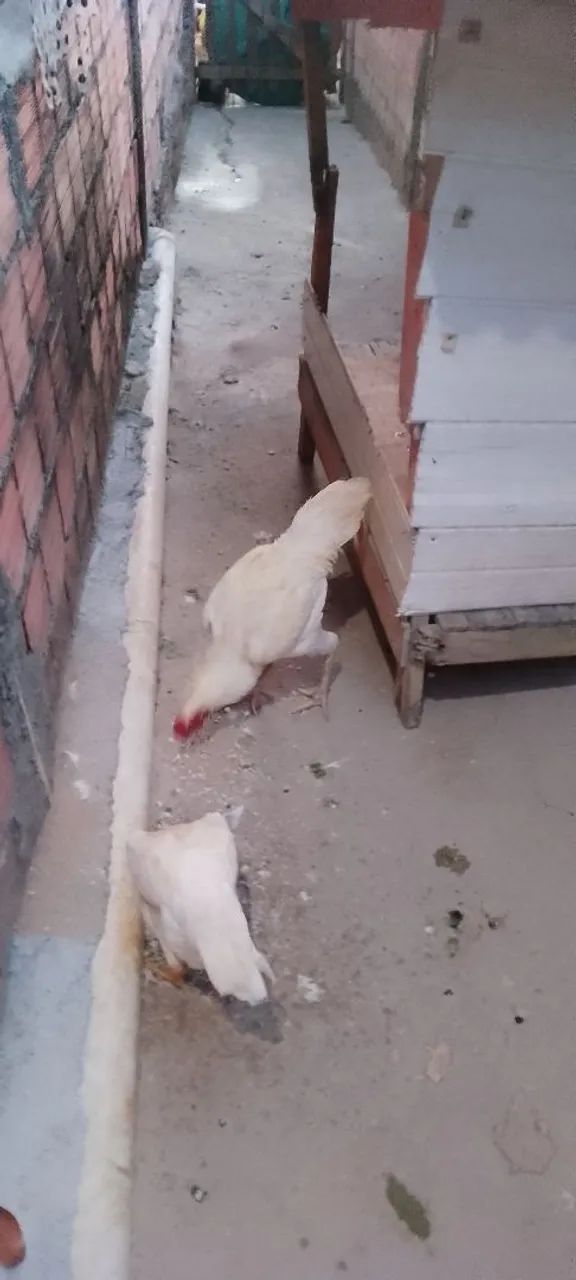 Casal de galinha carioca  - Foto 2