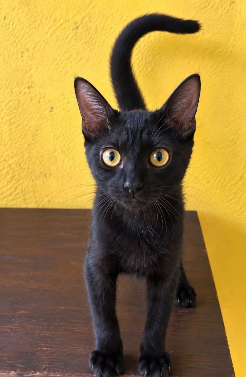 Gato castrado para adoção 