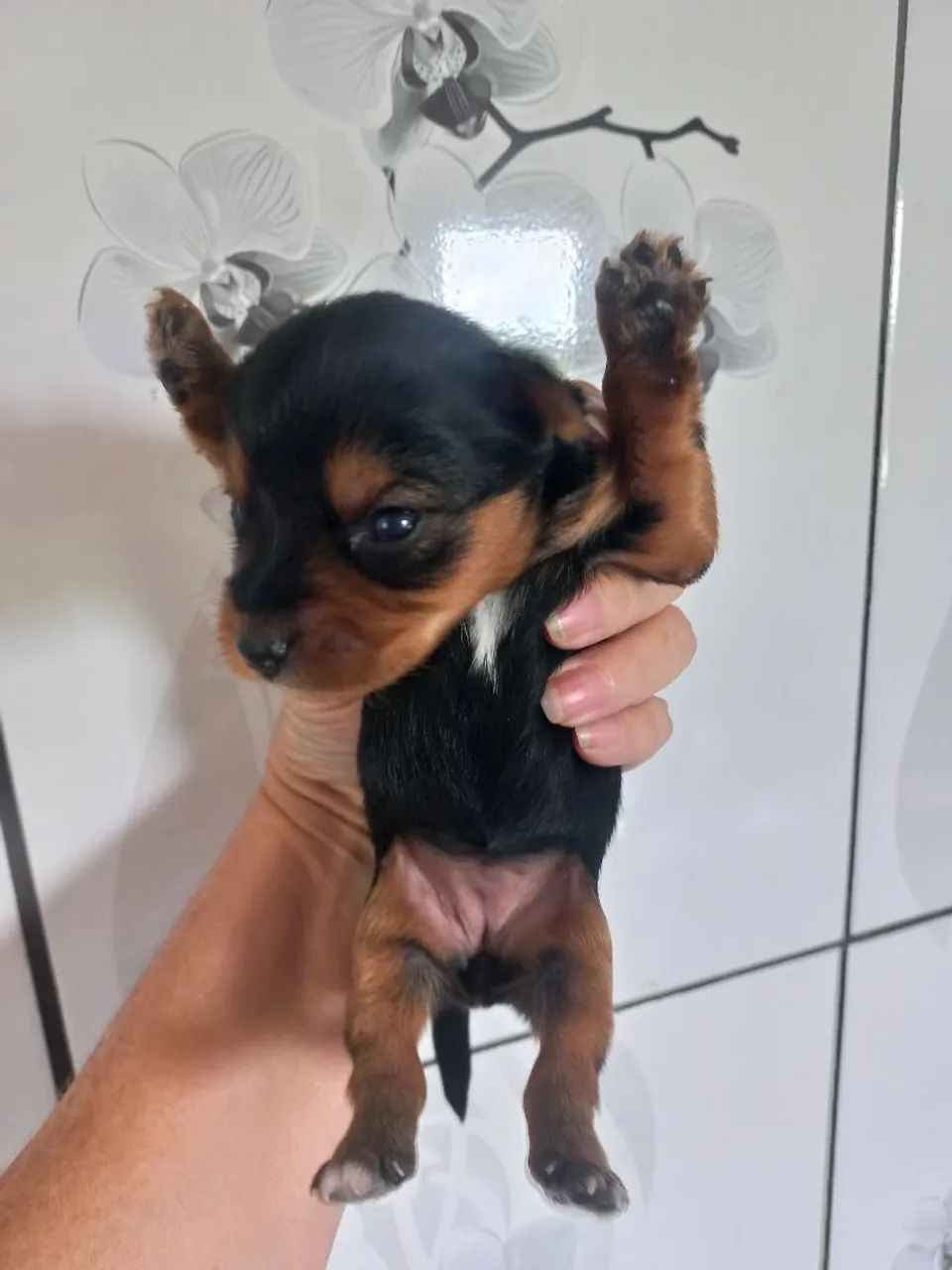 Yorkshire machos fêmeas  - Foto 2