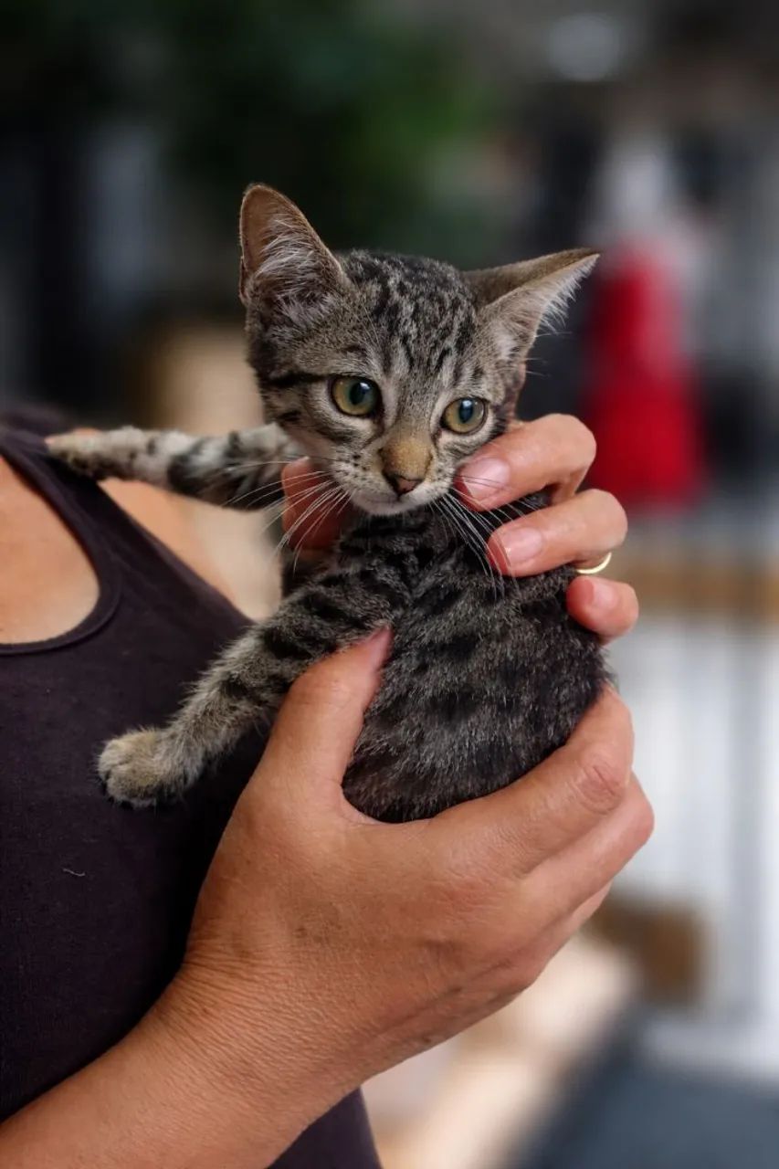 Gata tabby para adoção - Foto 2