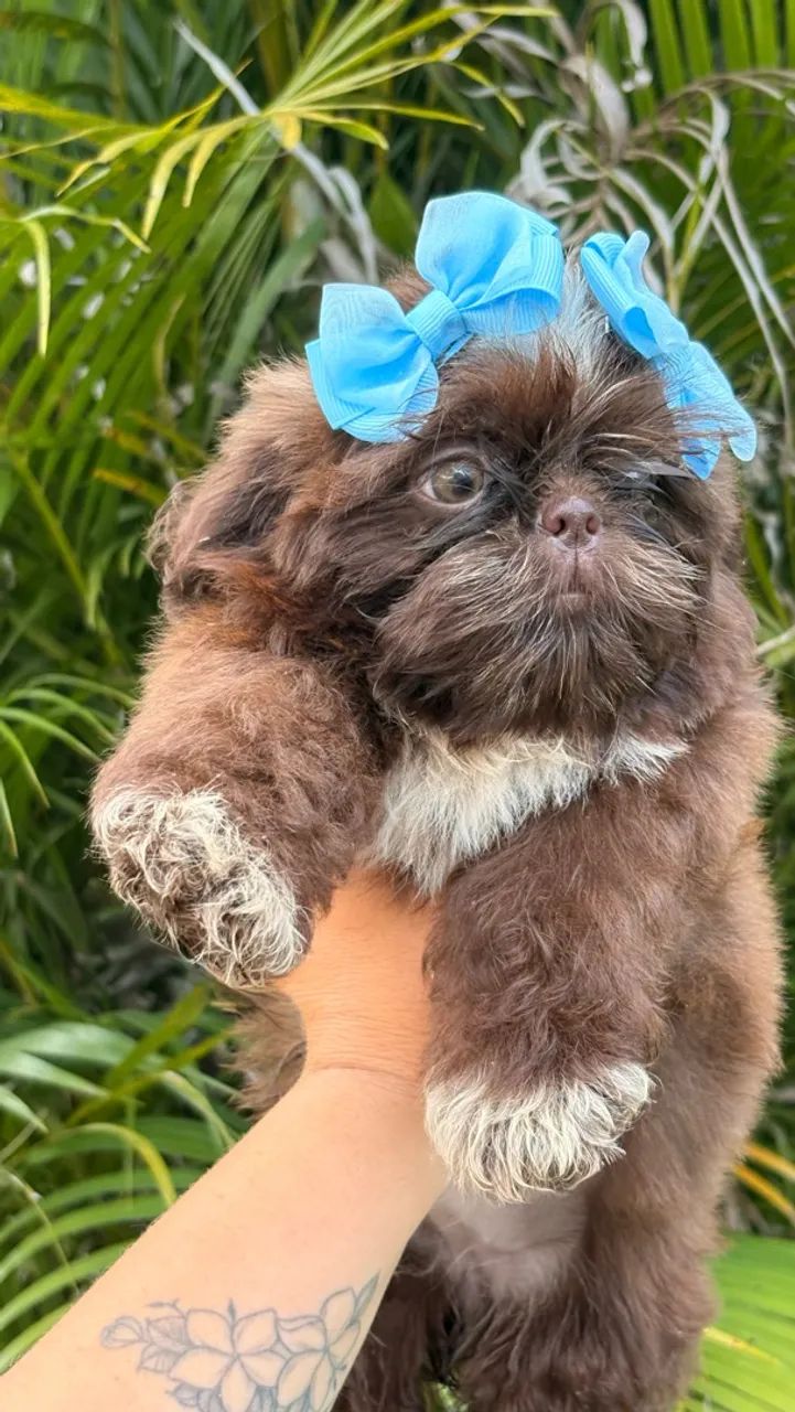 Shihtzu fêmea disponível a pronta entrega - Cachorros - Nova