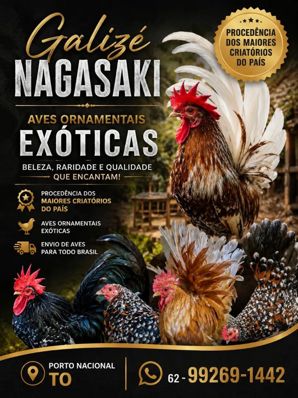 Galinhas 