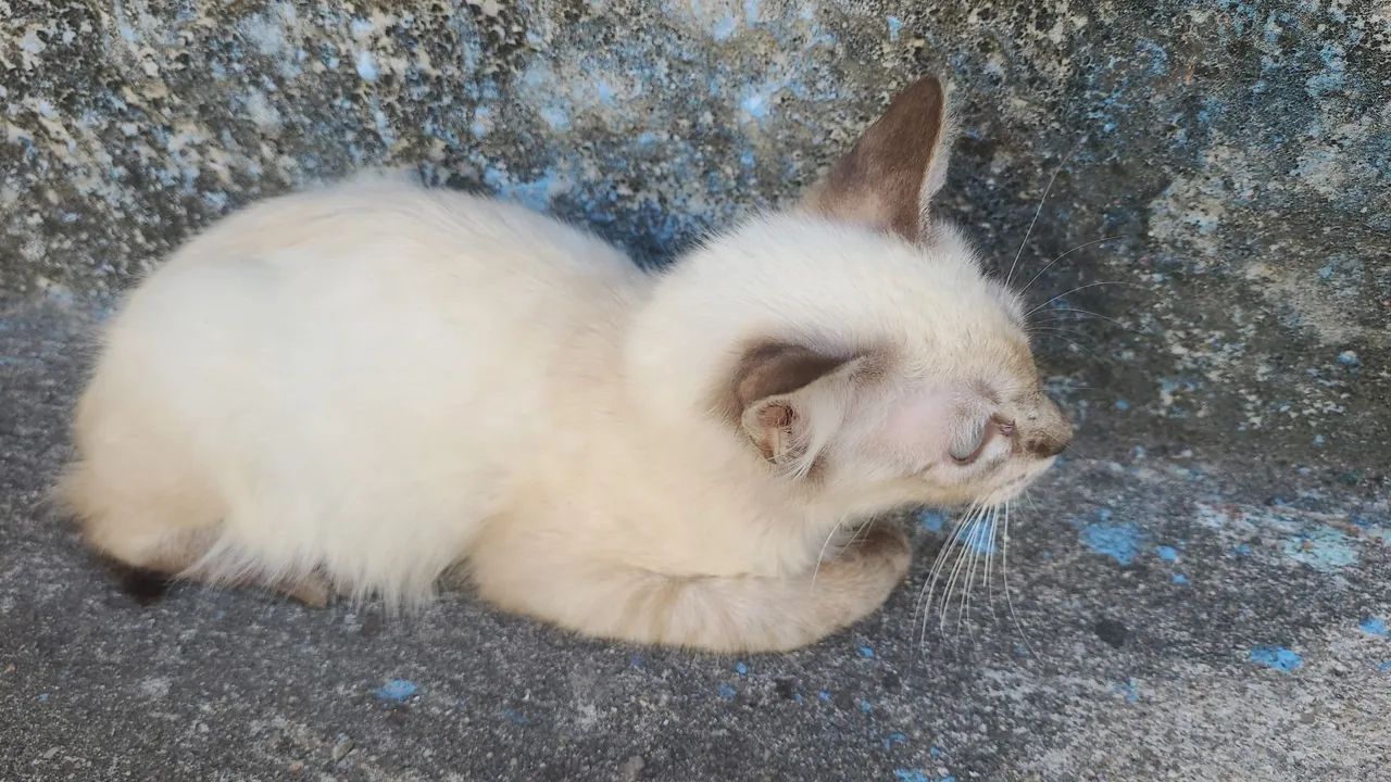 Doa-se gato siamês  - Foto 2