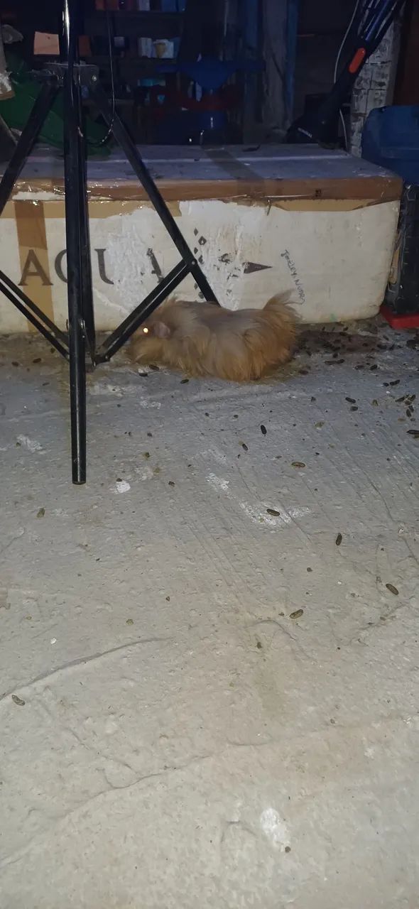 Vendo porquinho da Índia - Foto 3