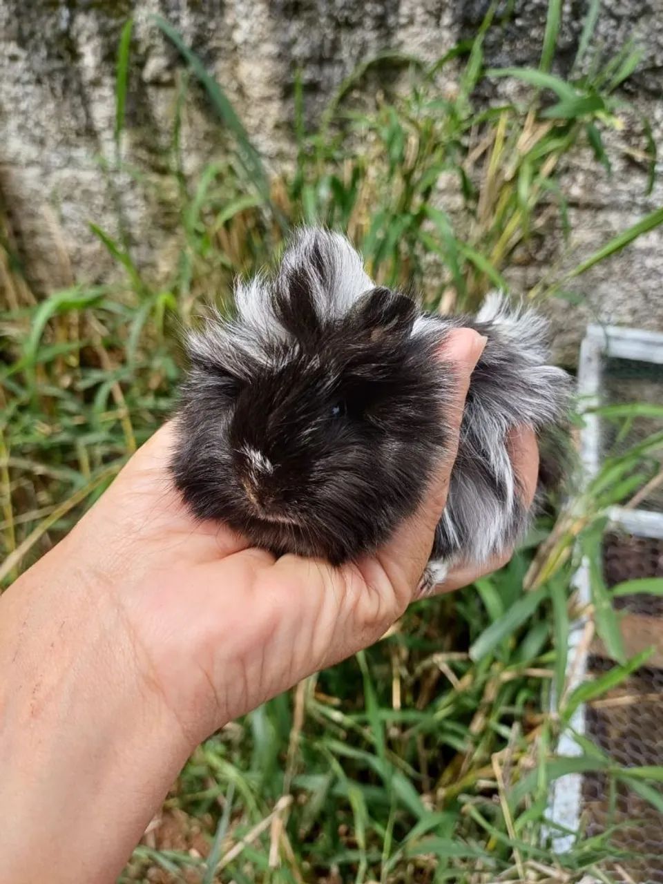 Porquinho-da-índia 