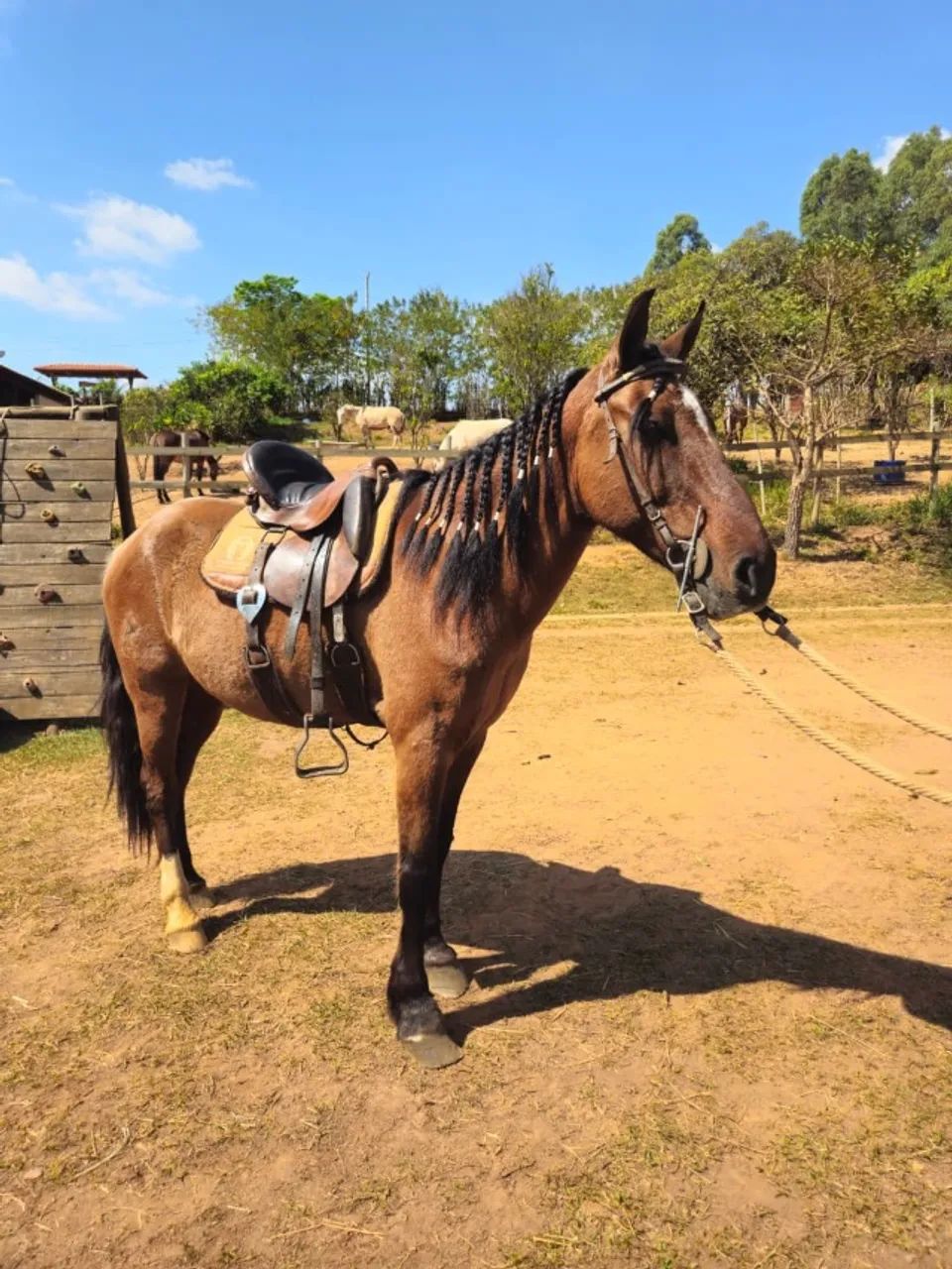 Cavalo marcha picada - Foto 3