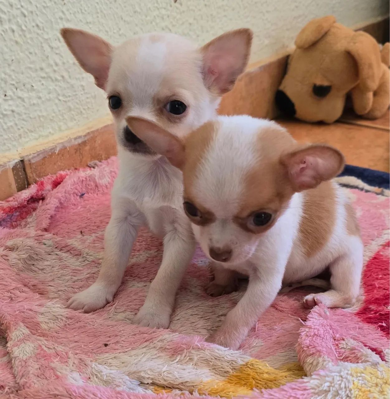 Chihuahua macho  - Foto 3