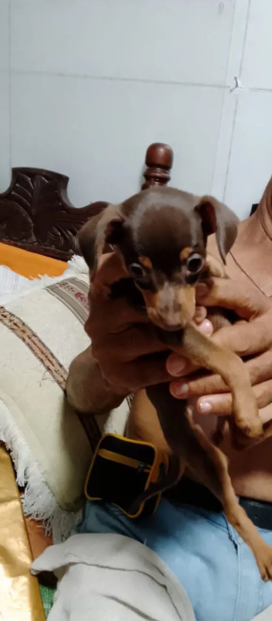 Pinscher Macho - Foto 5