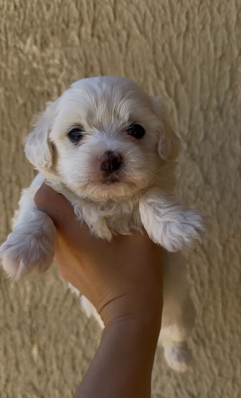 Maltês mini 