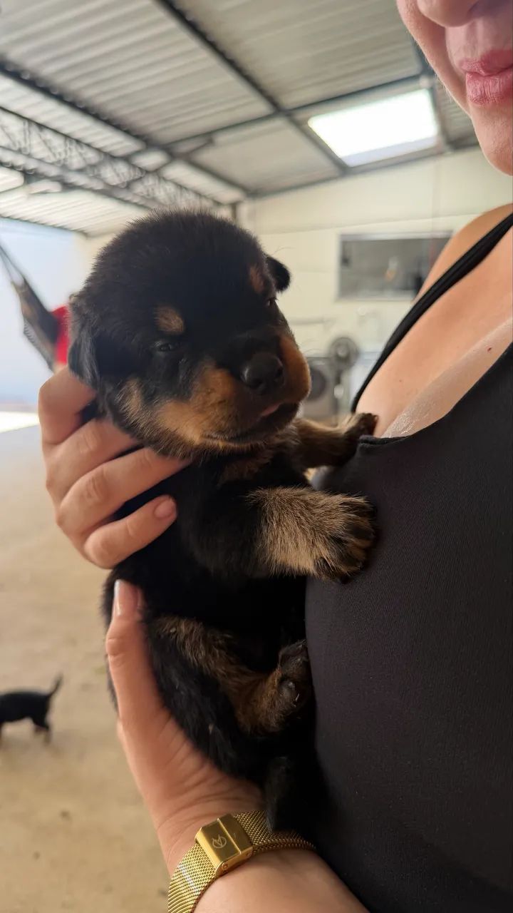 Rottweiler  - Foto 3