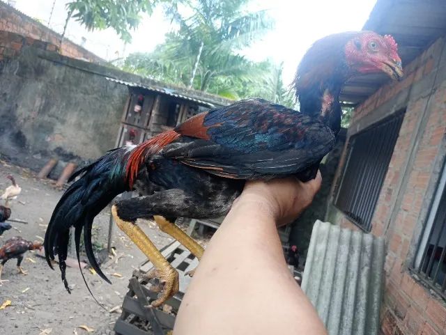 Vendo Galos e Frangos  - Foto 2