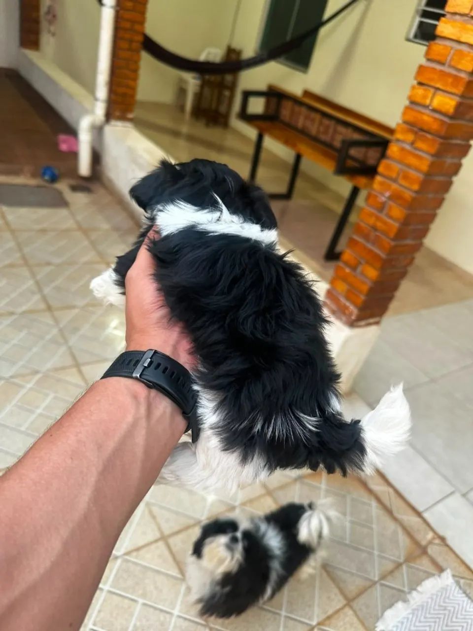 Shih Tzu - Foto 5