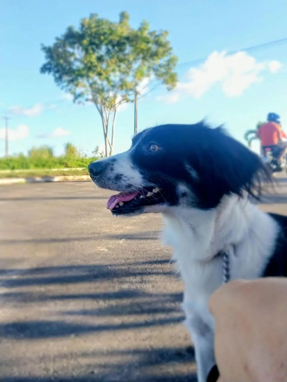 Adoção de cachorro  - Foto 3