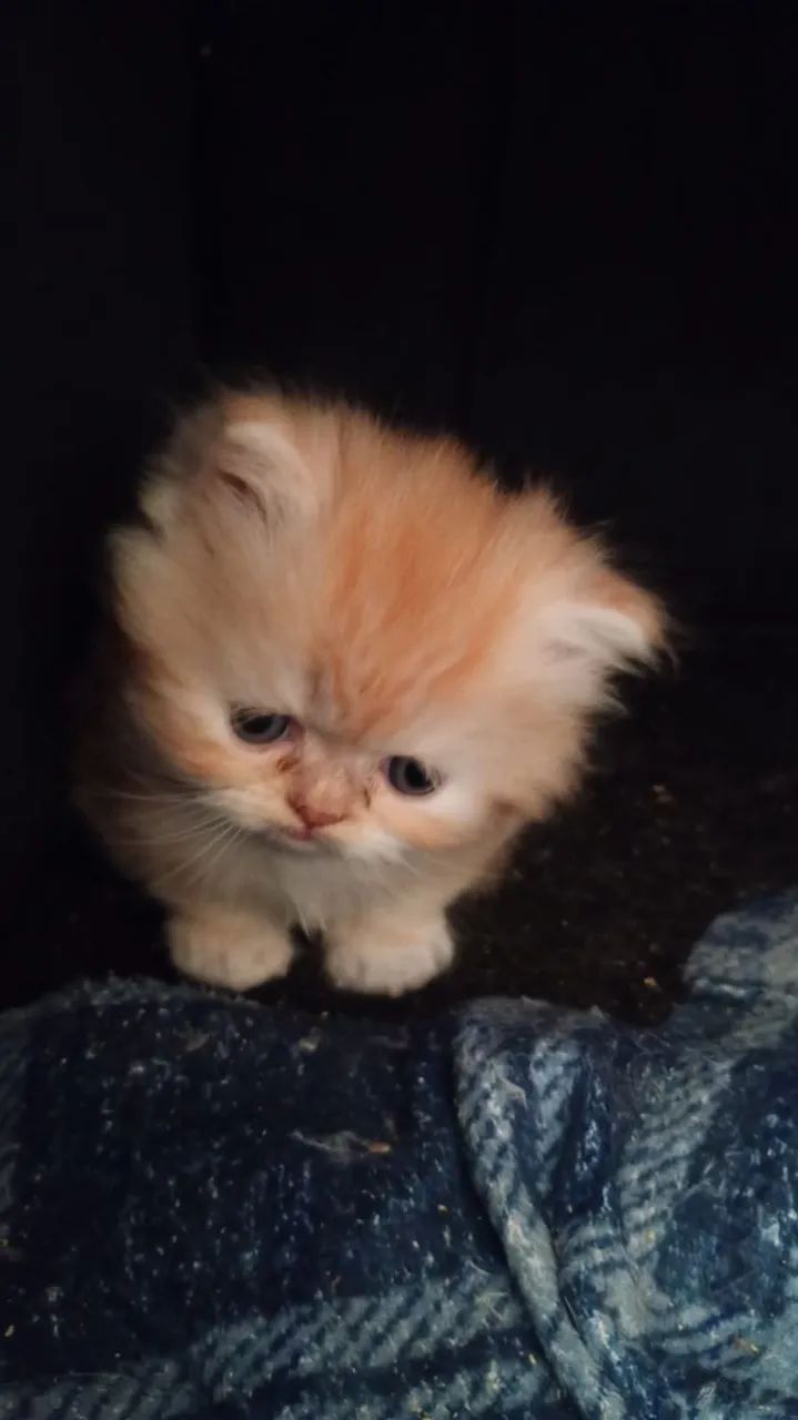 Gato Persa  - Foto 4