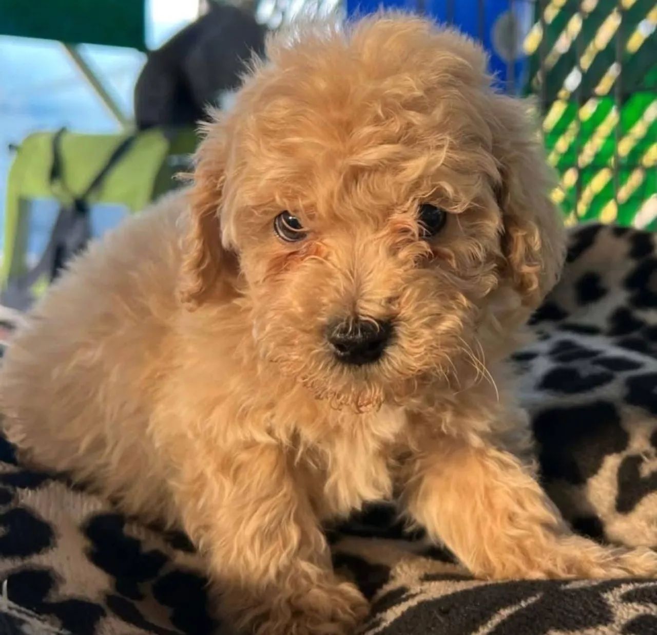 Poodle micro toy  - Foto 5