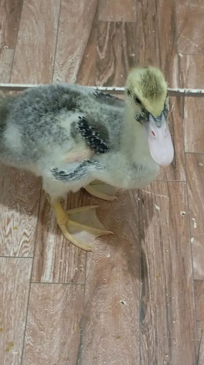 Patos  40 reais 