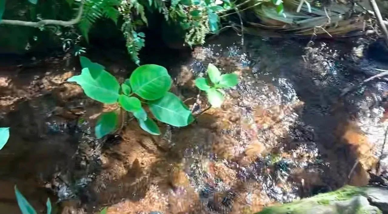 Recanto das aguas em bom repouso - Foto 4