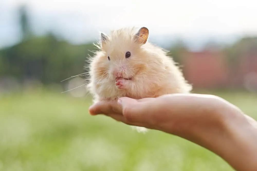 Hamisters  - Foto 3