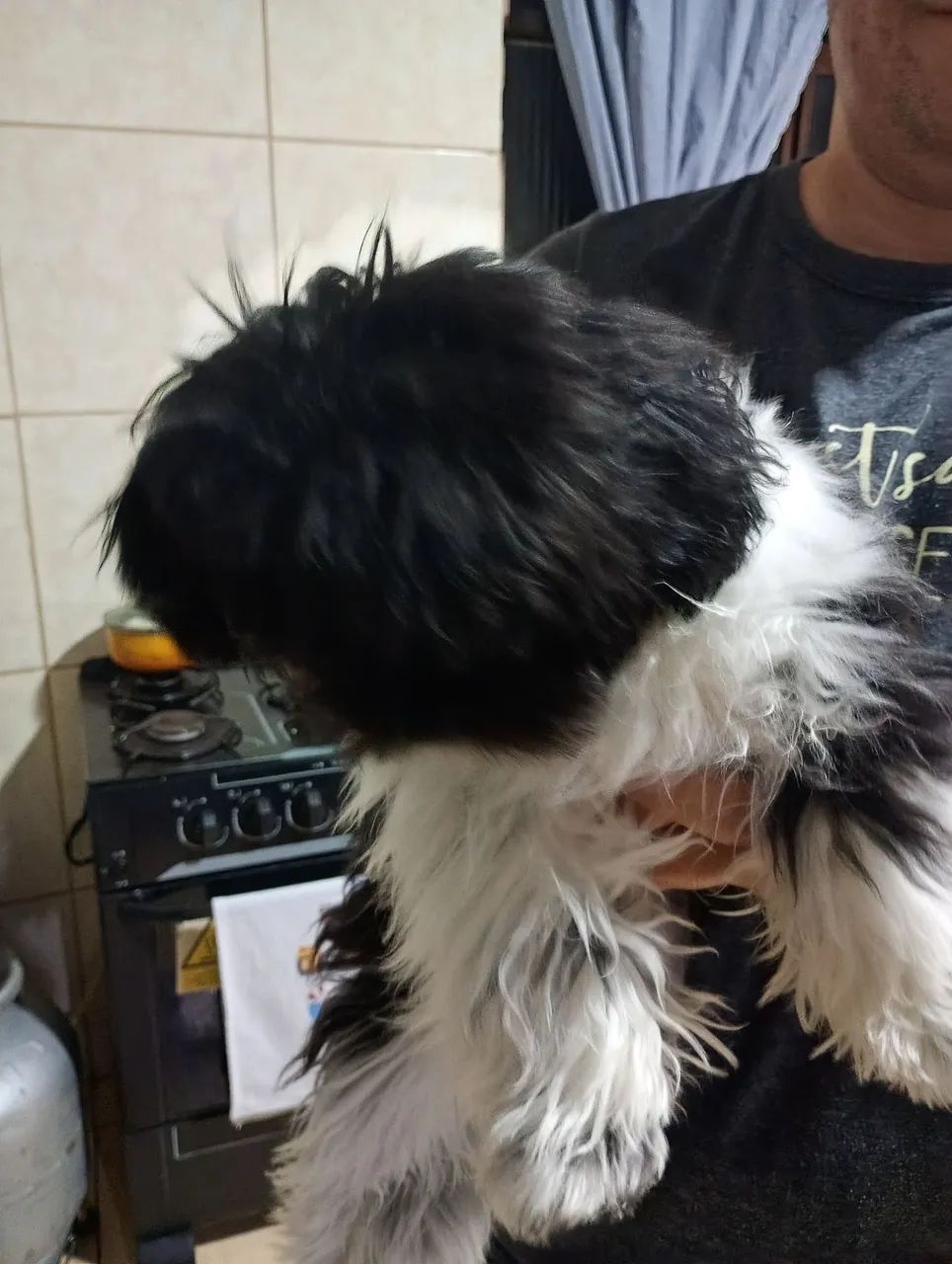 Cachorro Shitzu  - Foto 2