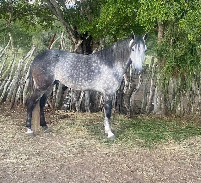 CAVALO Mangalarga Tordilho