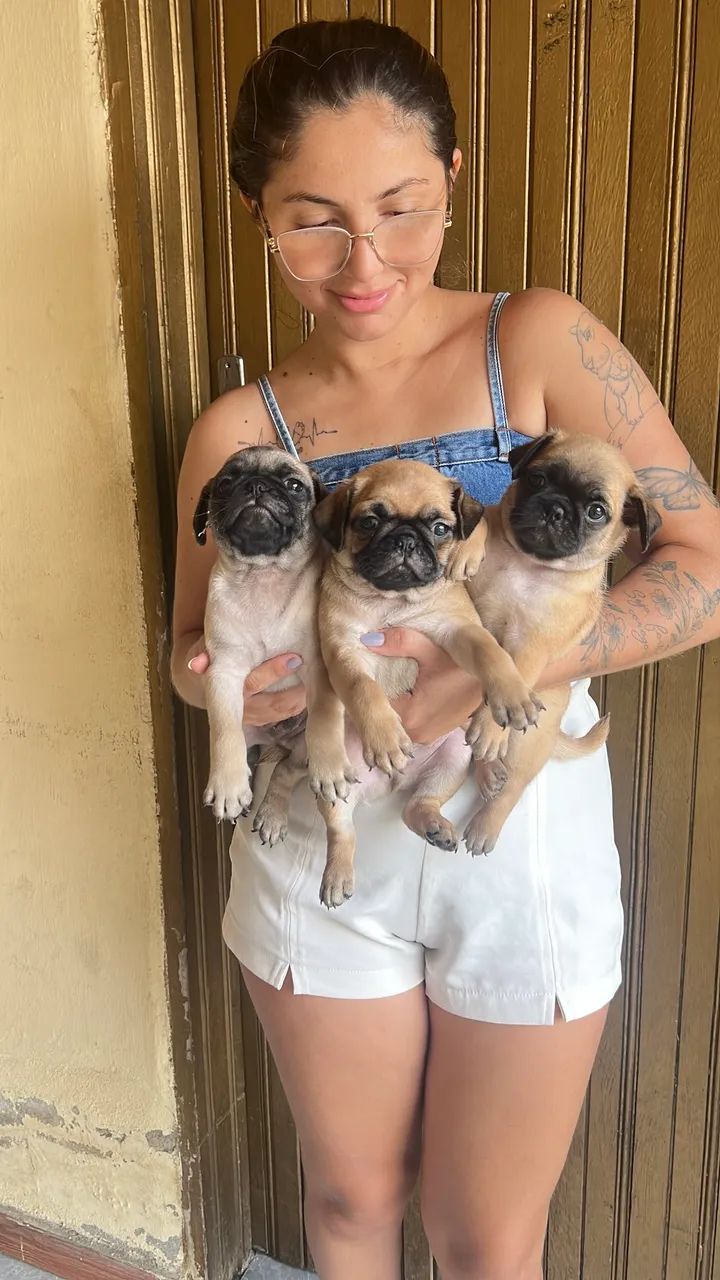 Cachorro pung  - Foto 4