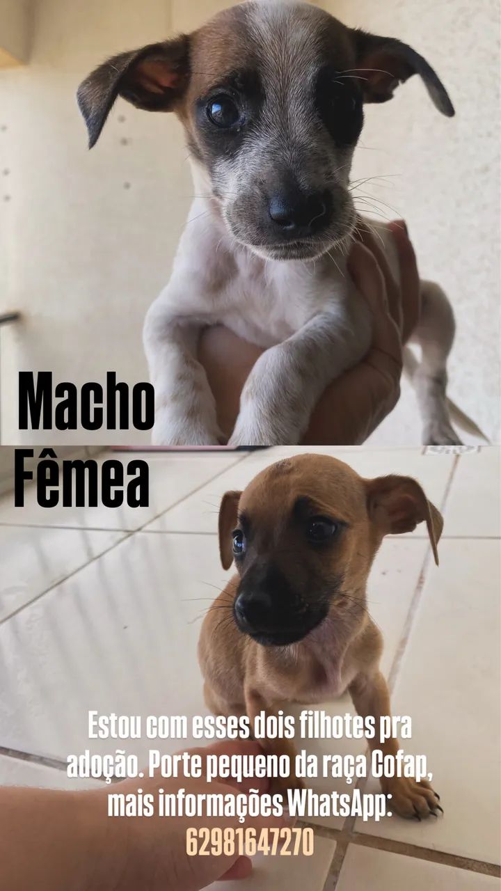 Doação 