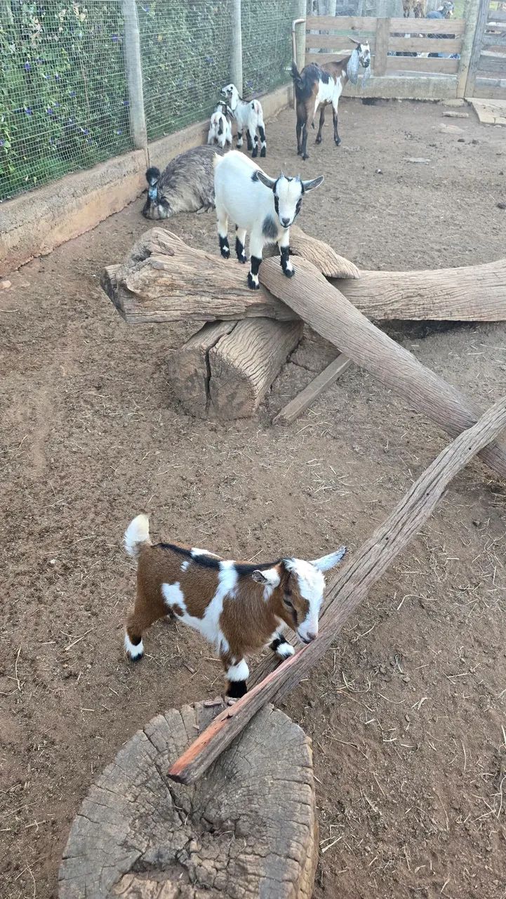 Mini cabra / mini bode / Micro cabra