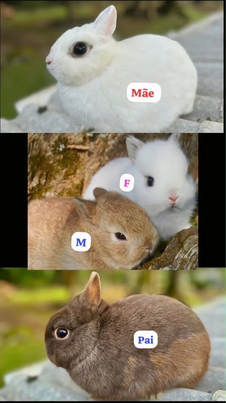Netherland dwarf filhotes  - Foto 5