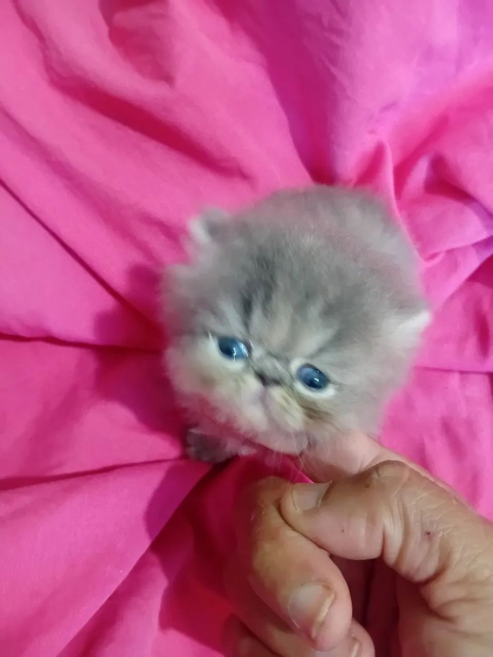 PERSAS FILHOTES RESERVA  - Foto 6