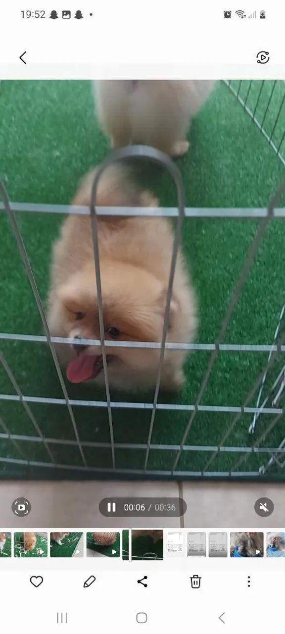 Cachorros e acessórios  - Foto 5