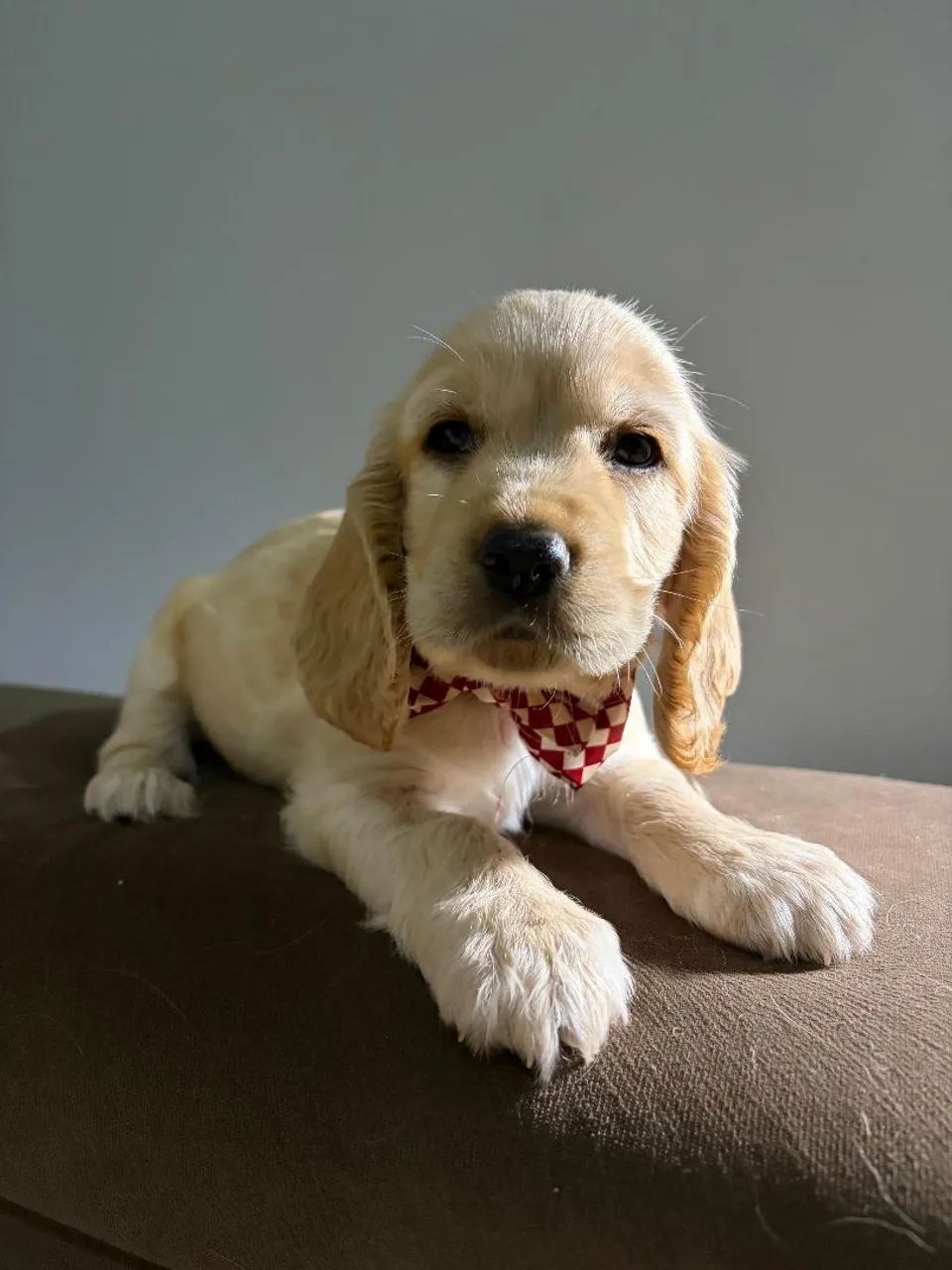 Filhote Cocker Spaniel Macho - Foto 5