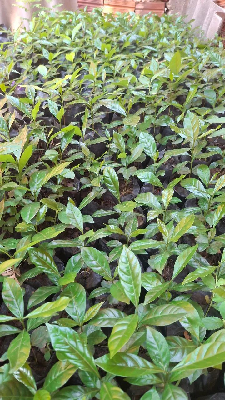 Mudas de Café Catuaí 