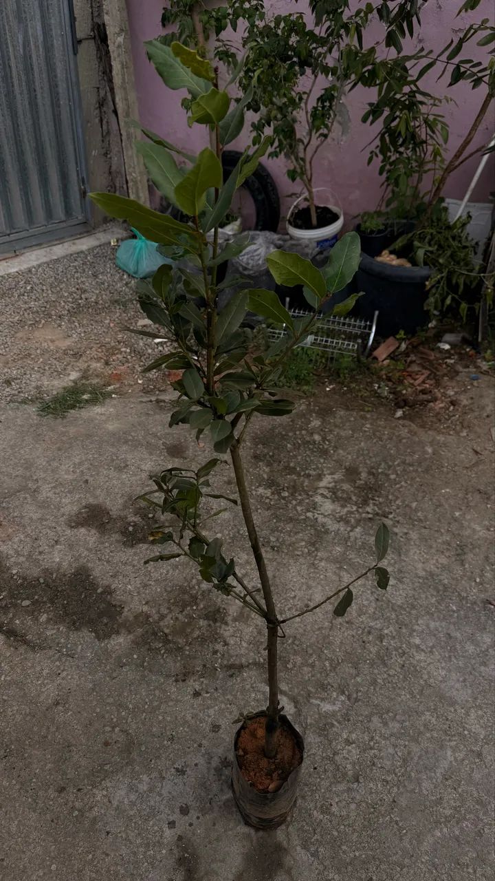 Mudas frutíferas enxertadas produzindo  - Foto 4