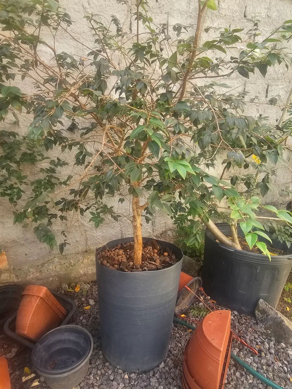 Muda Jabuticaba Híbrida  - Foto 2