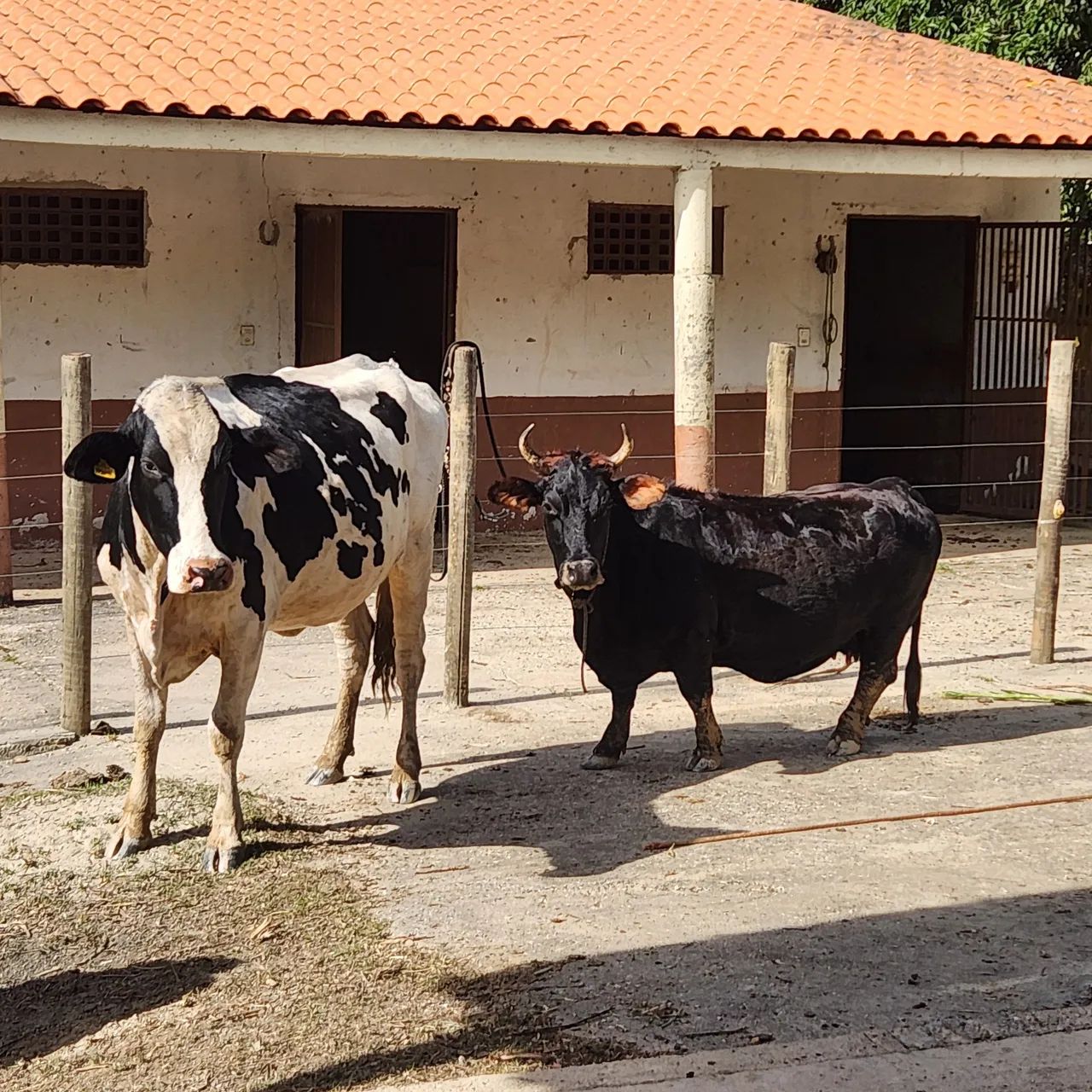 Linda Mini Vaca - Foto 2